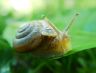 snail01.jpg