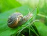 snail02.jpg